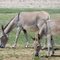 Burros pastando