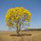 Ipê Amarelo 1
