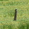 LAVADEIRA-DE-CABEÇA-BRANCA (Arundinicola leucocephala)White-headed Marsh-Tyrant