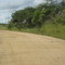 Urubu da caatinga