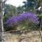 Jardim Japones