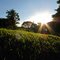 Lawn sunset