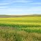 Canola field???