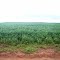 Cadastro de Compromisso Socioambiental - Fazenda Caxambú Santa Rita - Cadastrada desde 2009