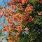  Flowers and colors from Brasil