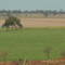 Paisagem - Cana- Iturama