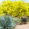 Palo Verde in bloom