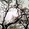 Dark Trees