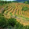 Área pronta para plantio de guaraná