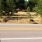 Deer by the roadside (Szarvasok az út mellett)