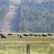 Cattle Grazing