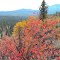 Rocky Ledge Fall Colors