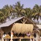 Cocos Marcavelica 1