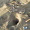 Sea turtle egg count