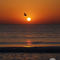 Pelican at sunrise along the beach