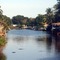 Manatee in Canal