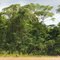 Boatman on the Amazon