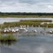 Some of the Birds in the Area