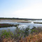 Salt marsh view