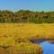 Shiloh Marsh