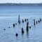 Old Pier Scottsmoore Landing