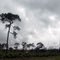 Pine and Palmetto Scrubland During a Rainstorm