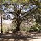 Big Tree at the rest stop