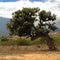 Windblown tree