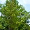 A beautiful Alabama State Tree the Longleaf Pine at Lockhart, Alabama