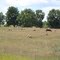 Sheep grazing in a field, M-52 south of U.S. 12, Franklin Township, Michigan