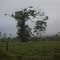 Arbol Sabaluyoc