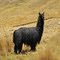 ALPACA SURICH