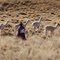 Woman herding Llama, Peru