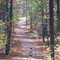 On a Trail at Kennesaw Mountain
