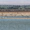 laguna