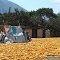 Drying yellow corn _ on the way to the Cordillera Blanca