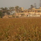 cotton fields, mansion overthere are plantation-owner's one, since the age of slavery