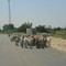 LB:  Sheeps on the road