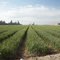 Cultivo de ajos a gran escala