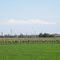 El Coropuna desde la Irrigación Majes