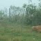 The bolder cow in the mist.  (Thanks Peter-52)