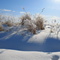 Plants in the snow