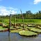 Victoria Regia (Giant water lilly), San José de Panarapura, Ucayali river, Loreto region, Peru