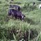 bastante pasto - mucho ganado