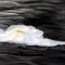 Flower Petals in the Water