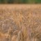Wheat feild