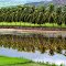 Palm trees, and rice fields in Jetepequete