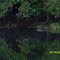 Alligator in the Bayou