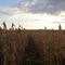Soybeans at Dusk - Ibaiti, PR Brasil