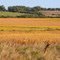 PLANTAÇÃO DE SOJA EM ARROIO GRANDE-RS